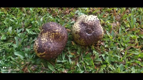 TWO corrosols [soursop] killed by a D2W bag