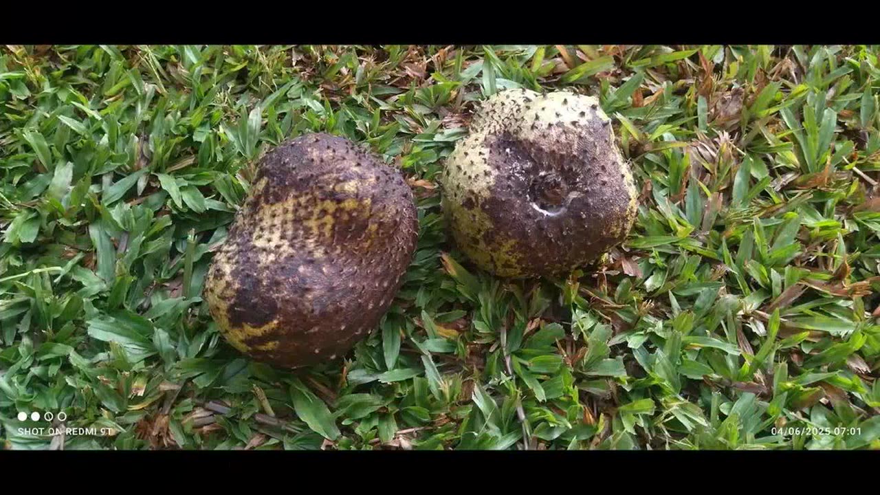 TWO corrosols [soursop] killed by a D2W bag
