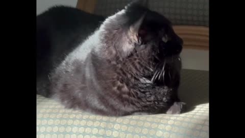 Cute Precious Piper Looks Like a Plushie on Her Throne - My Adopted Shelter Cat Vlog. #shorts