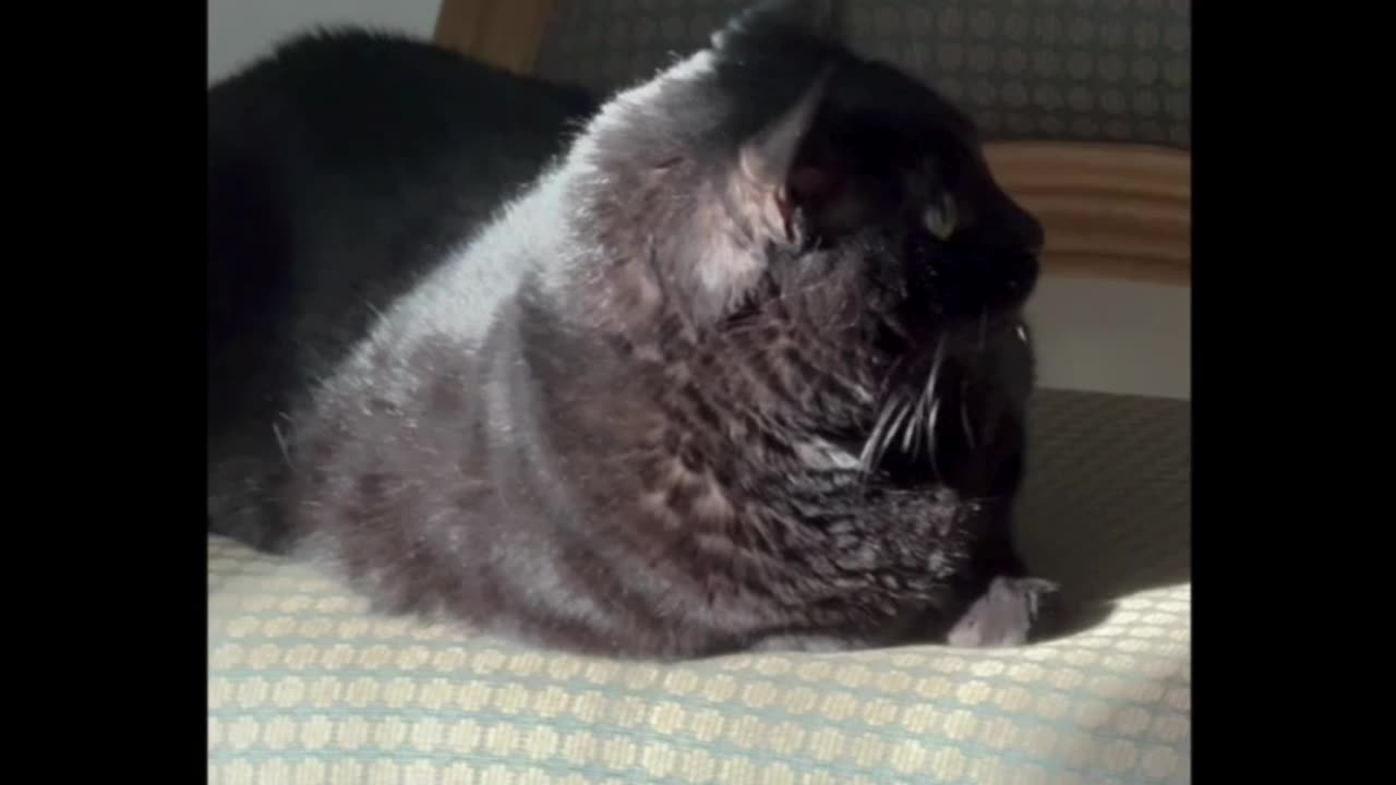 Cute Precious Piper Looks Like a Plushie on Her Throne - My Adopted Shelter Cat Vlog. #shorts