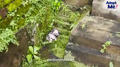 Shocking: Tiniest Shivering Puppy Rescued From The Freezing Cold | The Dodo