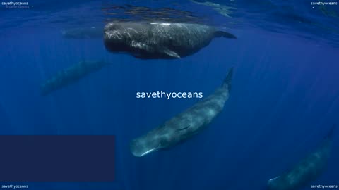 Whale Songs Ocean Canada