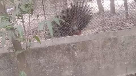 Dancing peacock
