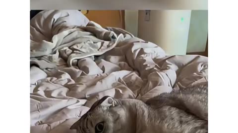 cats and toys