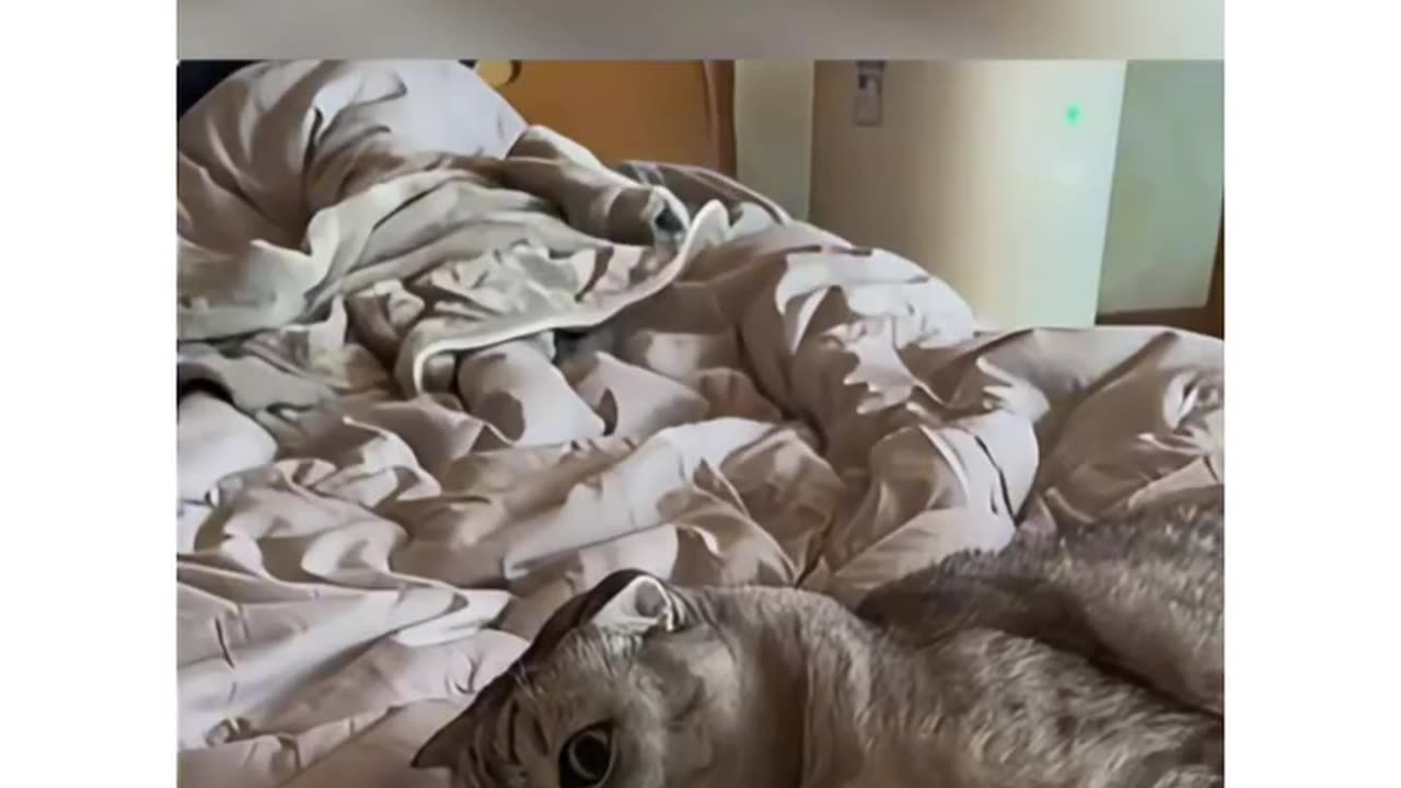 cats and toys