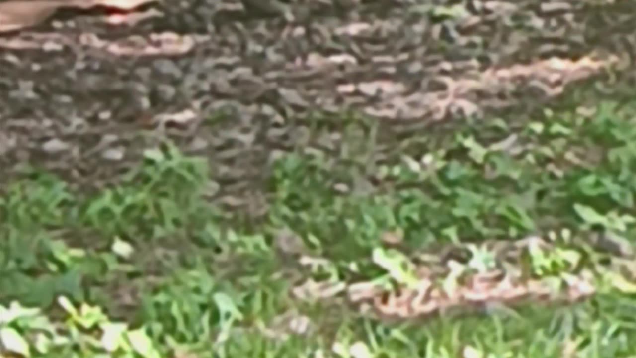 Cat eating