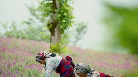 Harvesting hogweed from the heights of Gilan