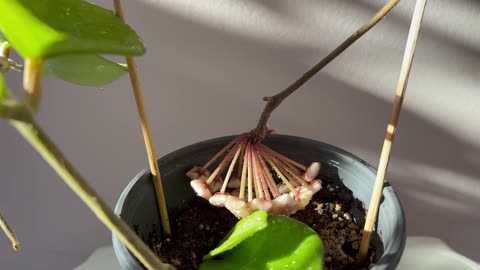 Hoya carnosa snowball with flowering peduncle
