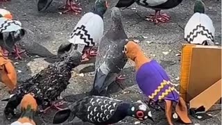 😂⚠️ You Won't Believe These Guys! | FunFM
