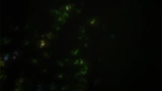 WAV - Sleep Jungle Terror Ambiance