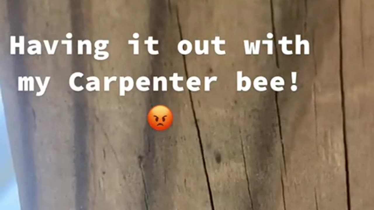 🤯🧴 Wait Until You See the Bee's Revenge! | FunFM