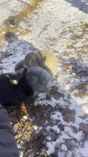 Bunny Takes a Quiet Snack Break