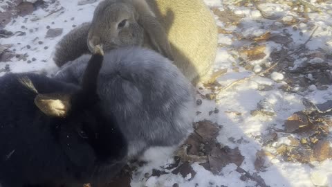 Bunny Takes a Quiet Snack Break