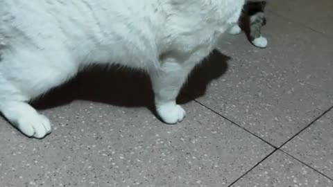 Funny cats