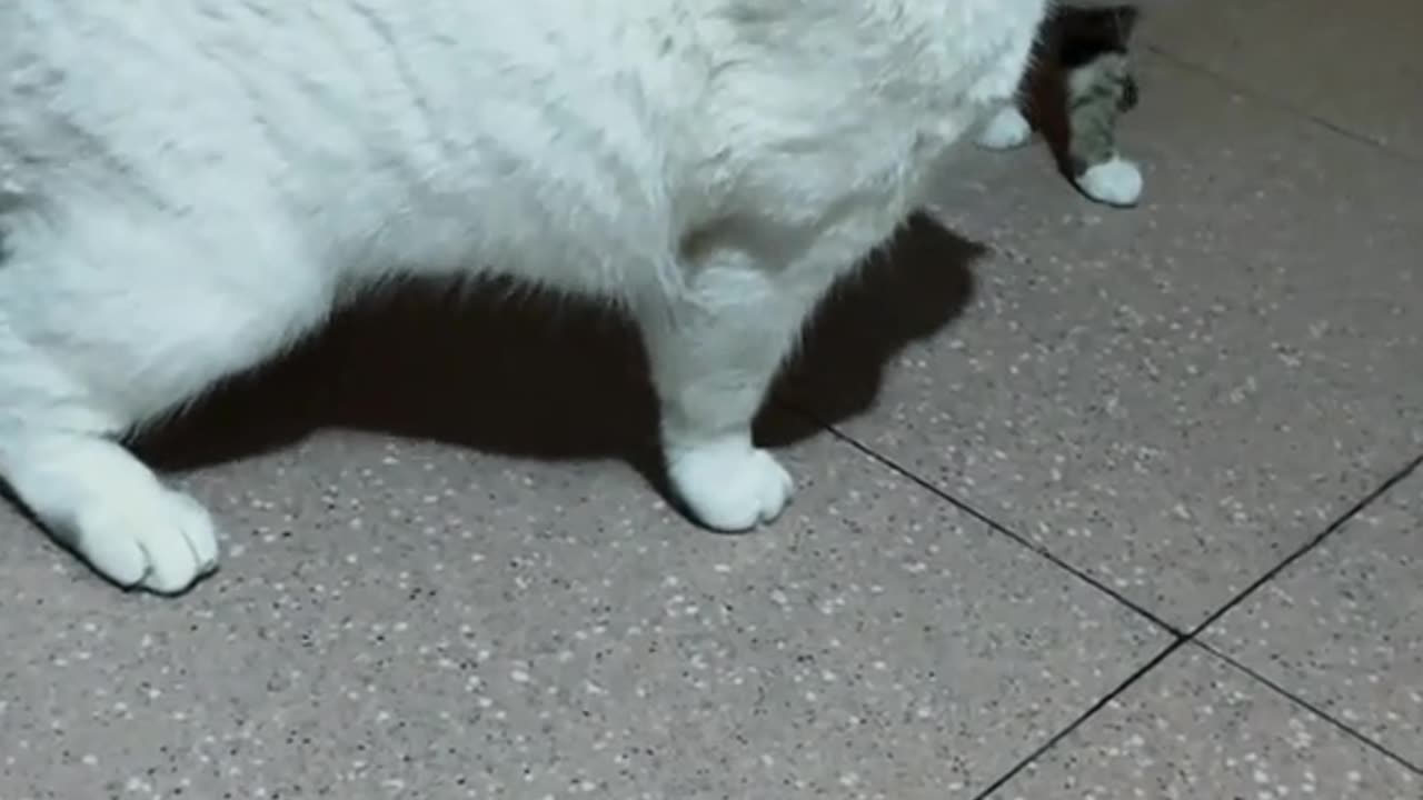 Funny cats