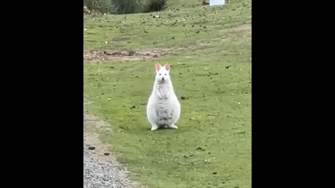 AWW_Animals_SOO_Cute!_Cute_baby_animals_Videos_Compilation_cute_moment_of_the_animals