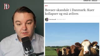 Nytt Bovaer-sjokk: Kyr Dør Og Blir Syke - Rett På Sak 3. November 2025.
