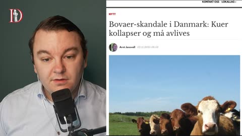 Nytt Bovaer-sjokk: Kyr Dør Og Blir Syke - Rett På Sak 3. November 2025.