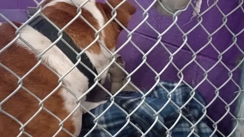 Edelweiss 6y Pet Id 948323 kennel 16 HSSAZ shelter202591224