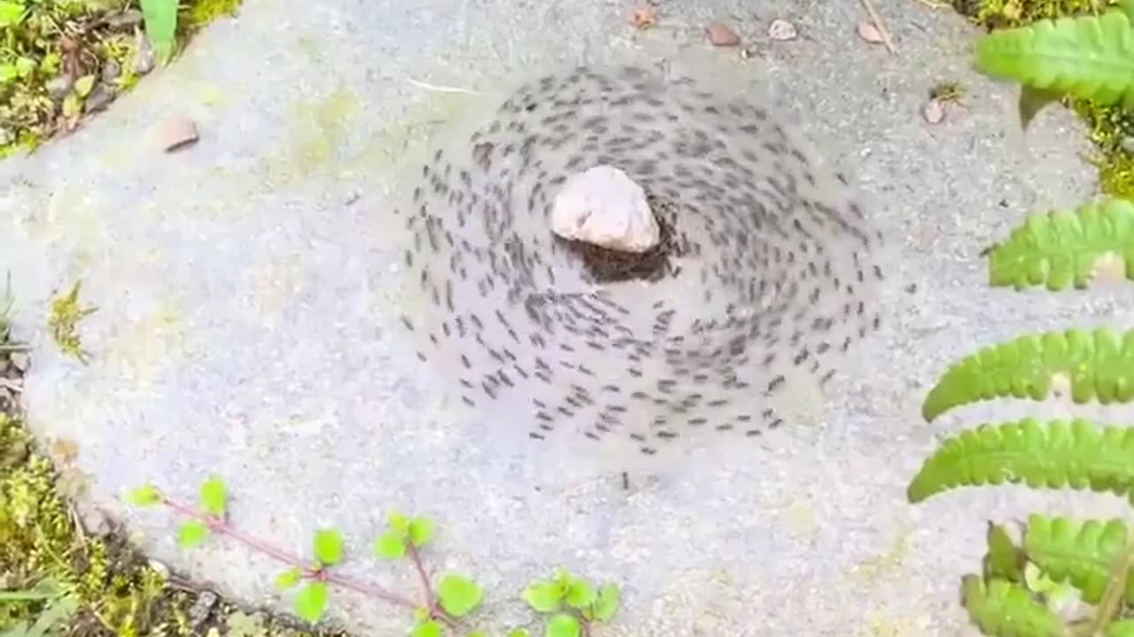 🤯✨ You Won't Believe This Hidden Wonder! | FeedMyCuriosity