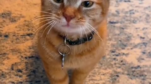 Funny talking Cats😂😂