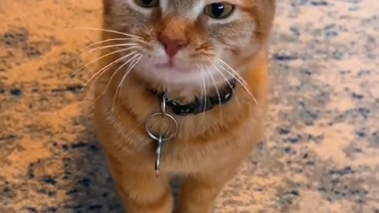 Funny talking Cats😂😂