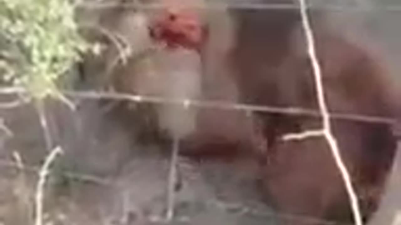 Pitbull and mastiff vs mountain lion before the lion was shot