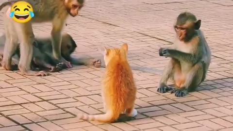 Animal Real fight Video