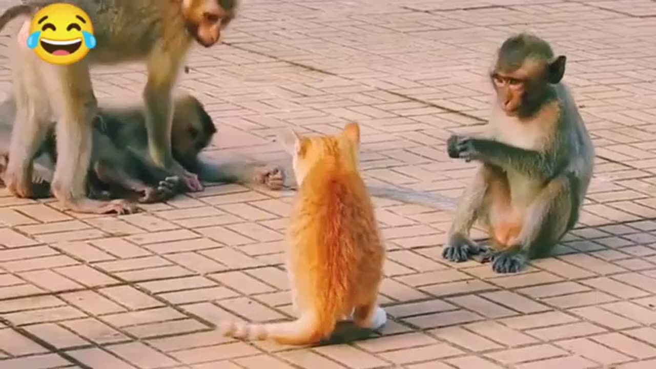 Animal Real fight Video