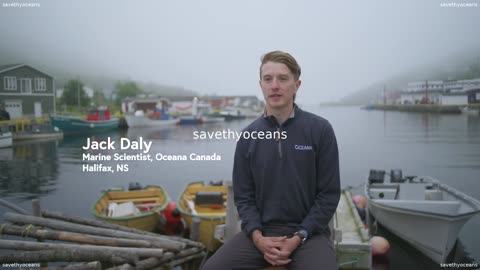 Rebuilding Capelin Everybodyâs Fish