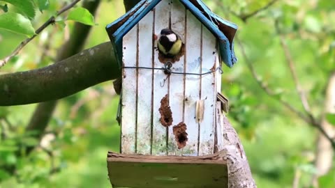 Music as Your Sanctuary 🌿 Piano & Birdsong for Nervous System Recovery