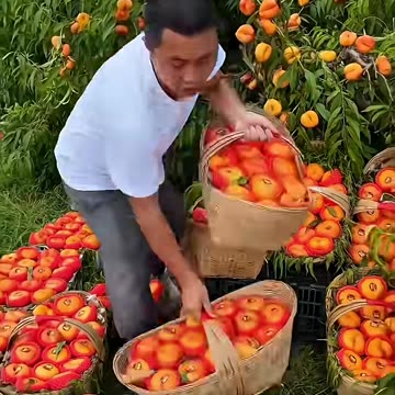 Best Fruits Field Ever Seen Wow #fruit #shorts #nature