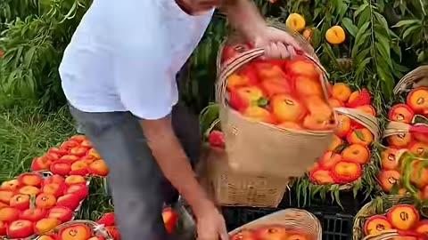 Best Fruits Field Ever Seen Wow #fruit #shorts #nature