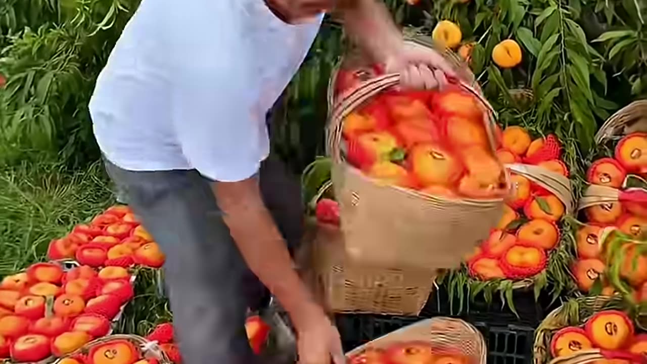 Best Fruits Field Ever Seen Wow #fruit #shorts #nature