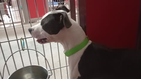 Samalee 1y A877390 kennel DogIso 56 PACC shelter 💗he's busy big guy & wants 2 be lap doggie202582444