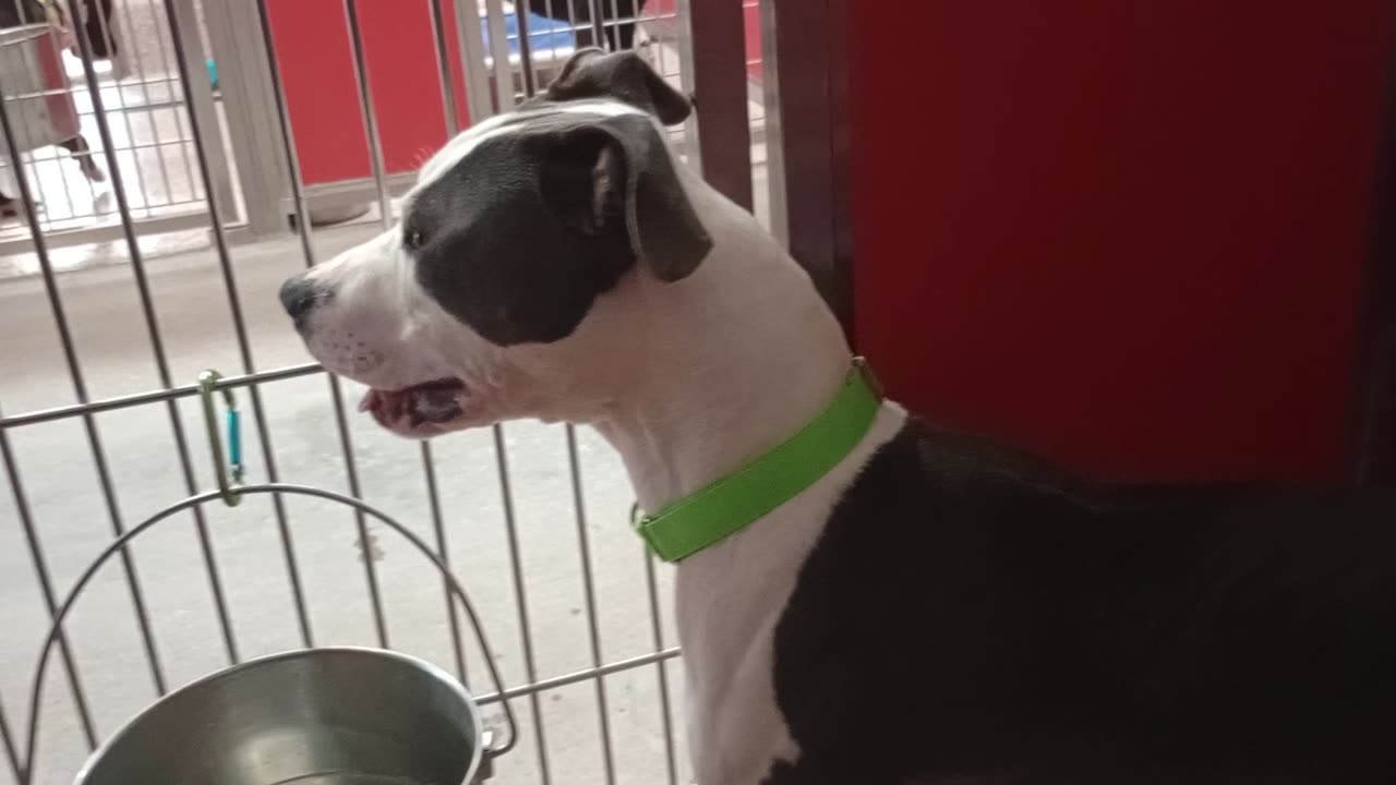 Samalee 1y A877390 kennel DogIso 56 PACC shelter 💗he's busy big guy & wants 2 be lap doggie202582444