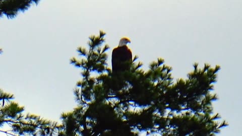 Bald Eagle