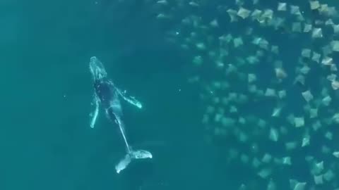 🧠✨ Rare Humpback Whale & Rays Encounter! | FeedMyCuriosity
