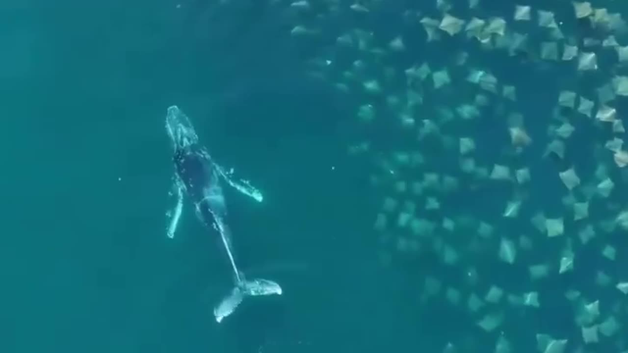 🧠✨ Rare Humpback Whale & Rays Encounter! | FeedMyCuriosity