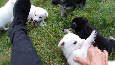 Park Adventure #2 : 11 B&W German Shepherd Puppies 4-weeks-old