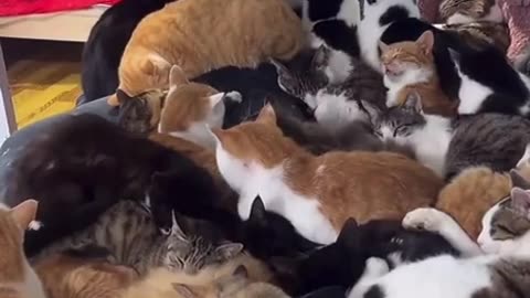 Feline blanket