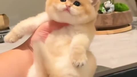 Holding a cute, tiny, and adorable kitten.