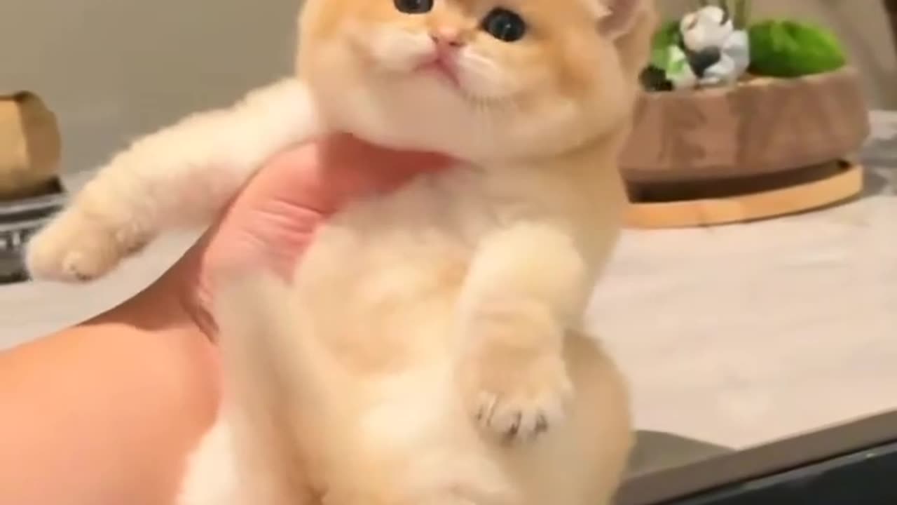 Holding a cute, tiny, and adorable kitten.