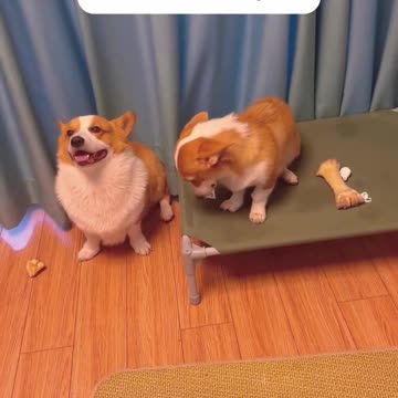 Dogs Caught in the Act – Guilty Faces You Can't Resist!