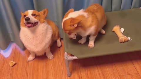 Dogs Caught in the Act – Guilty Faces You Can't Resist!