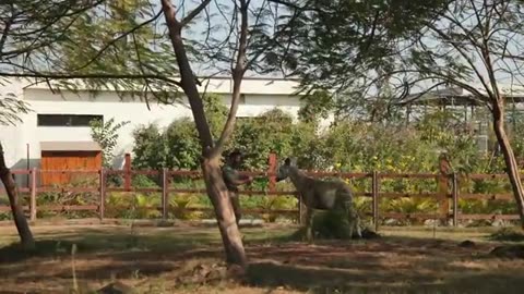 Private Tour of Billionaire's Secret Animal Sanctuary in India please folow my channel