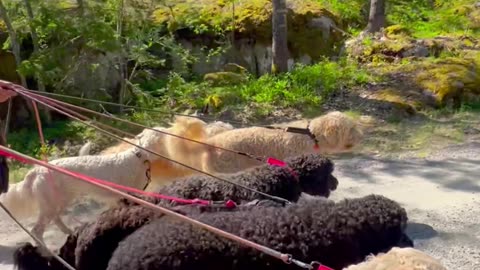 Man Walks Ten Doodles at Once
