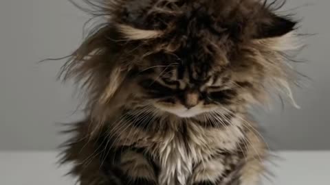 This tiny fluffy ball of fur hasn't figured out yet that coffee is for waking up, not for cuddling.