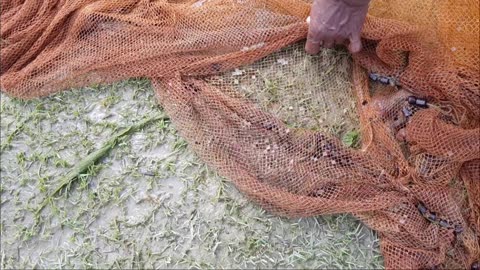 Bangladeshi net fishing