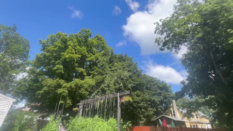 Garden Sounds 7/21/25 (No Commentary)